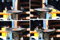 birds