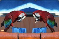 parrot