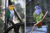 parrots