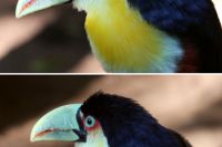 tucan