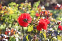 img_2570