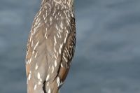 img_6106