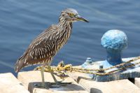 img_6267