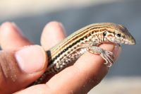 lizard