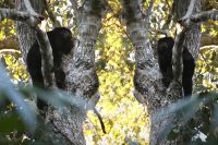 monkeys2