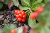 img_1615