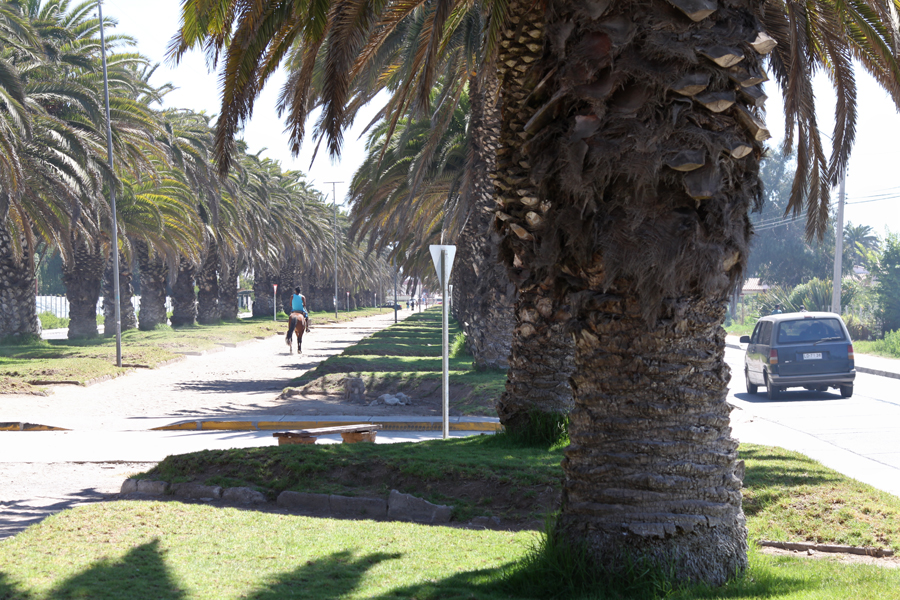 Путешествие по Чили. Дни 6, 7, 8 (24, 25, 26 февраля). La Serena.