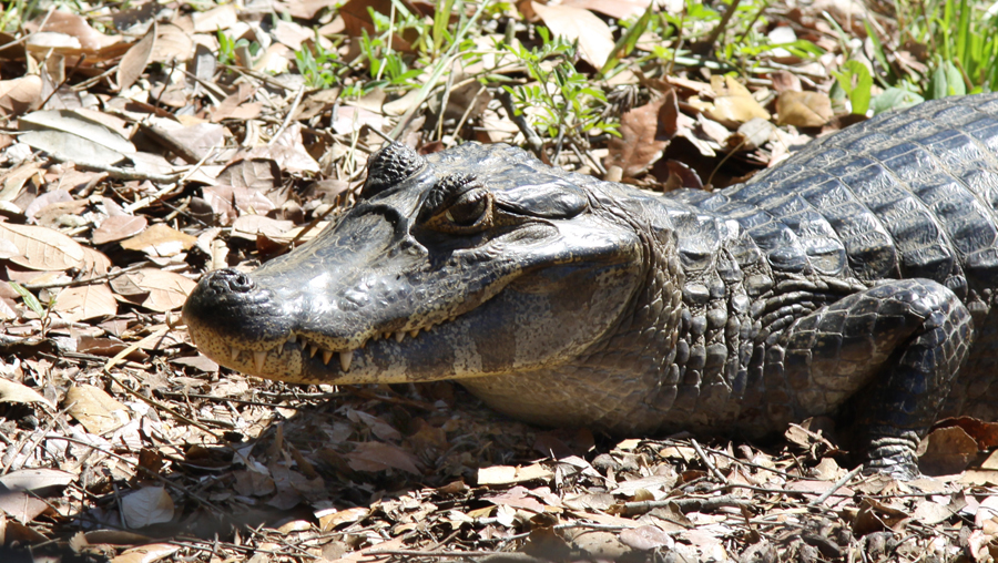 Путешествие по Бразилии. Дни 12, 13 (9, 10 мая). Campo Grande, Pantanal.