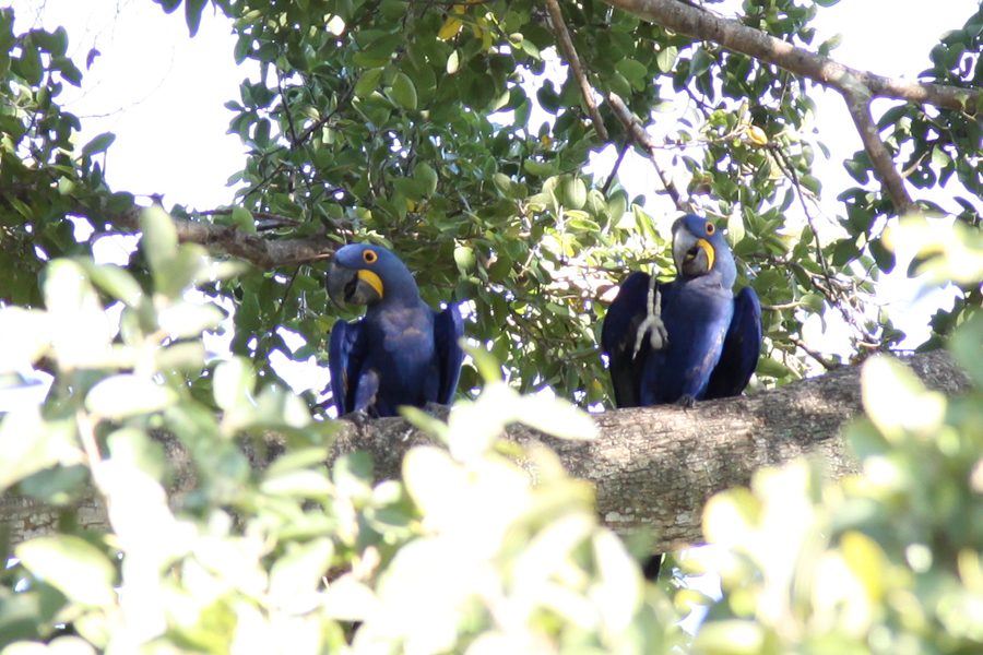 Путешествие по Бразилии. Дни 14, 15 (11, 12 мая). Pantanal, Campo Grande.